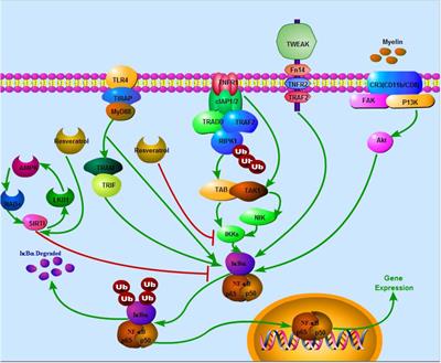 Inhibition of NF-κB Signaling Pathway by Resveratrol Improves Spinal Cord Injury